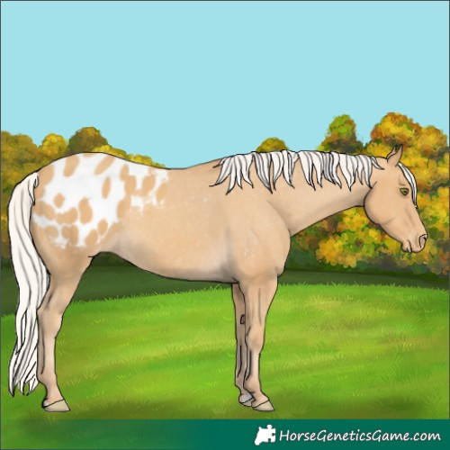 Horse Color:Silver Classic Cream Champagne Blanket 