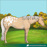 Horse Color:Silver Classic Cream Champagne Appaloosa 