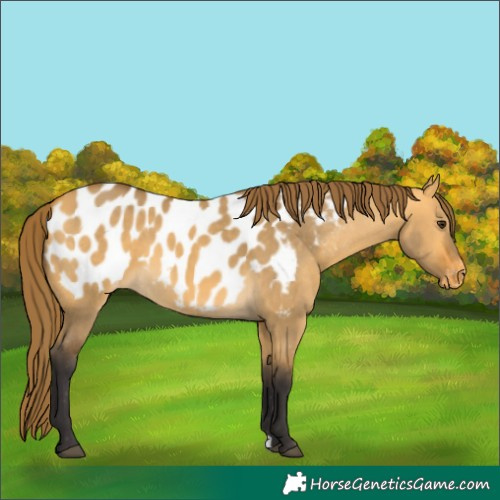 Horse Color:Buckskin Dun Appaloosa 
