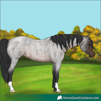 Horse Color:Brown Roan