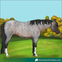 Horse Color:Brown Roan