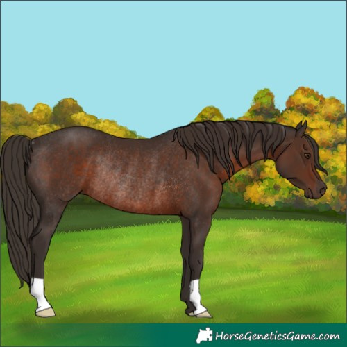 Horse Color:Liver Chestnut Rabicano