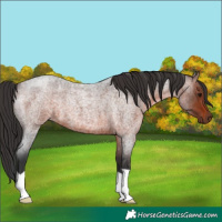 Horse Color:Brown Roan 