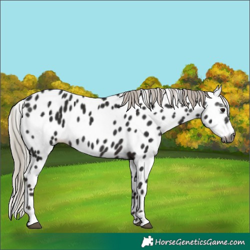 Horse Color:Gray Silver Black Leopard 