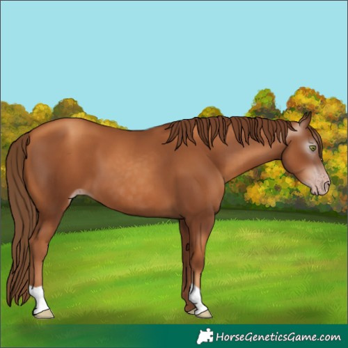 Horse Color:Gray Gold Champagne 