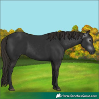 Horse Color:Gray Liver Chestnut 
