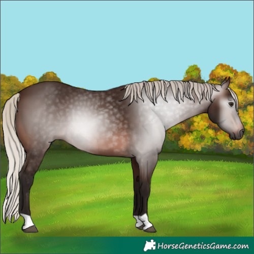 Horse Color:Gray Silver Bay 