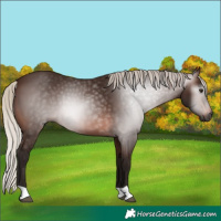 Horse Color:Gray Silver Bay 