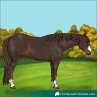 Horse Color:Liver Chestnut 
