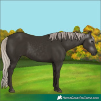 Horse Color:Gray Silver Black 