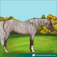 Horse Color:Silver Brown Roan 