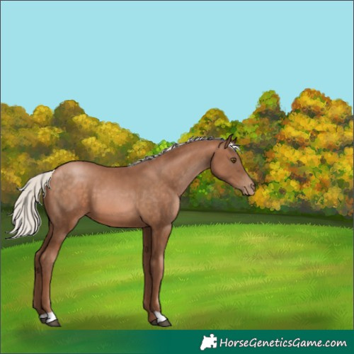 Horse Color:Silver Brown Pearl 