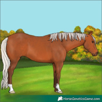Horse Color:Silver Bay 