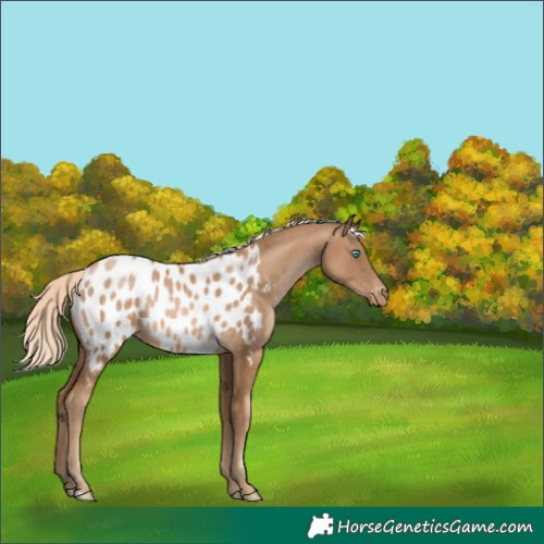 Horse Color:Chocolate Palomino Pearl Blanket 