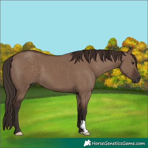 Horse Color:Liver Red Dun 