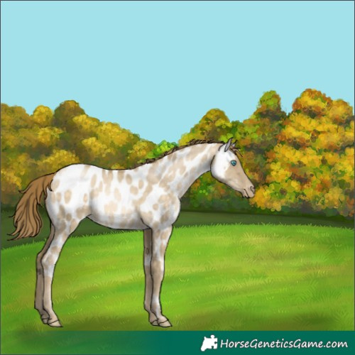 Horse Color:Buckskin Pearl Dun Near Leopard 