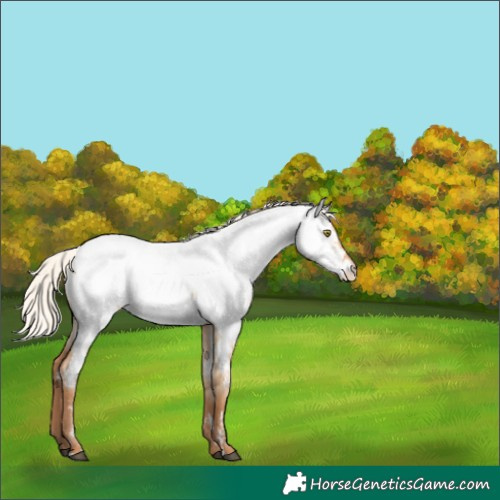 Horse Color:Silver Bay Pearl Dun Near Fewspot 