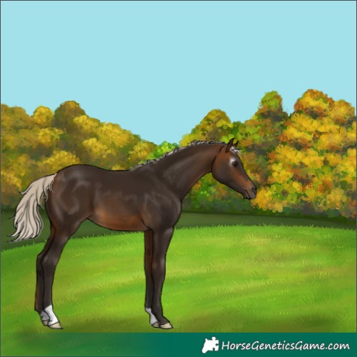 Horse Color:Gray Silver Buckskin 