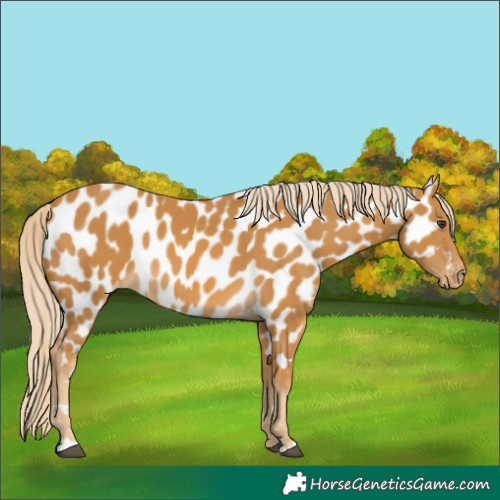 Horse Color:Palomino Appaloosa 