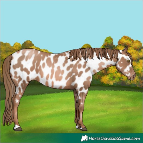 Horse Color:Liver Chestnut Pearl Near Leopard 