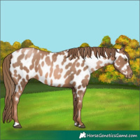 Horse Color:Liver Chestnut Pearl Appaloosa 