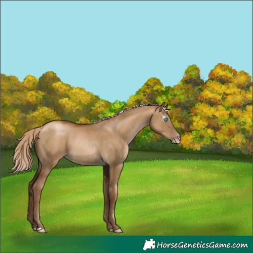 Horse Color:Gray Chocolate Palomino Pearl Dun 