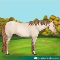 Horse Color:Red Dun Pearl 