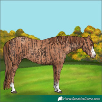 Horse Color:Liver Chestnut and Gold Champagne