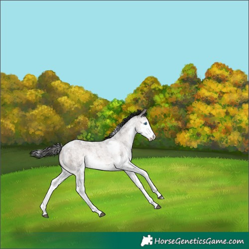 Horse Color:White Spotted Brown Roan Dun Mushroom Splash 