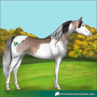 Horse Color:Bay Dun Sabino Splash Tobiano 