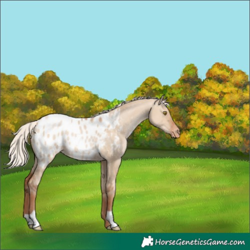 Horse Color:Silver Bay Pearl Dun Blanket 
