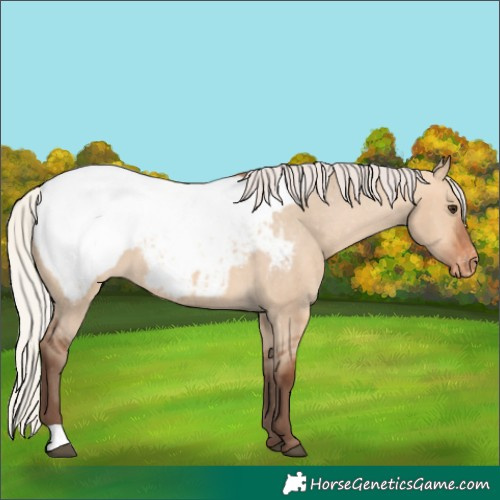 Horse Color:Silver Bay Dun Snowcap 