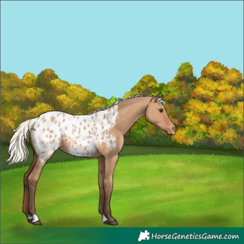 Horse Color:Silver Bay Dun Blanket 