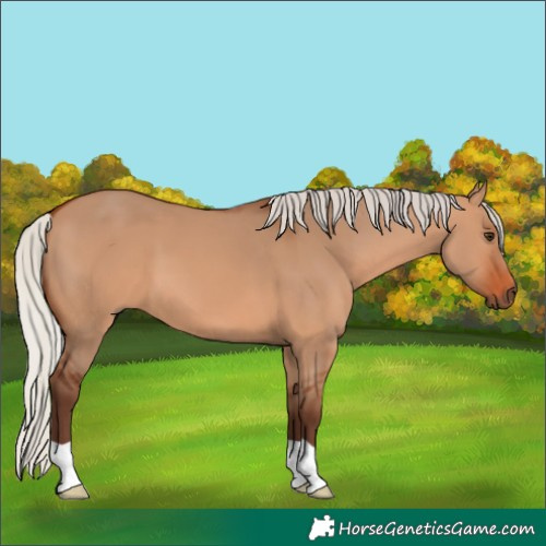 Horse Color:Silver Bay Dun 