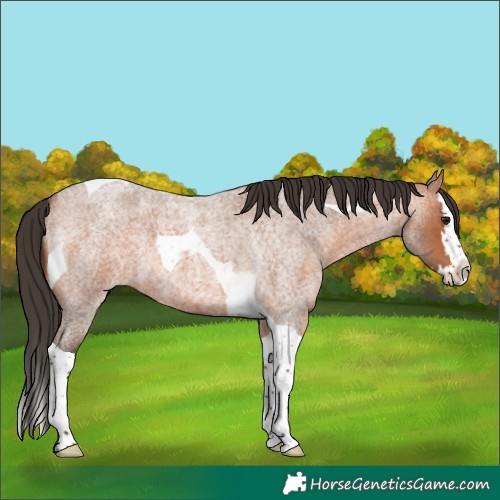 Horse Color:Bay Roan Splash Tobiano 