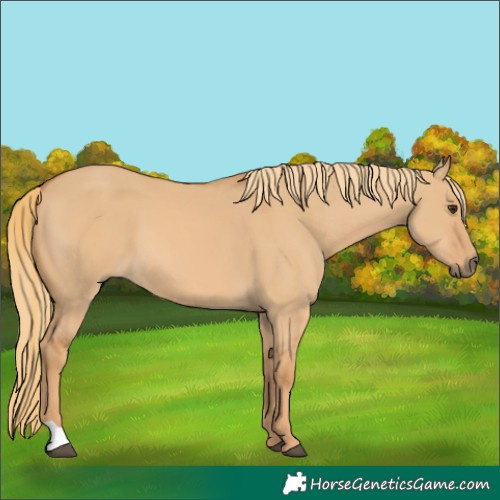 Horse Color:Red Dun 