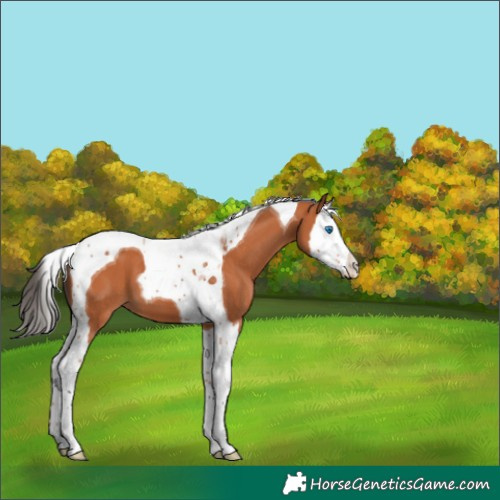 Horse Color:Bay Splash Tobiano 