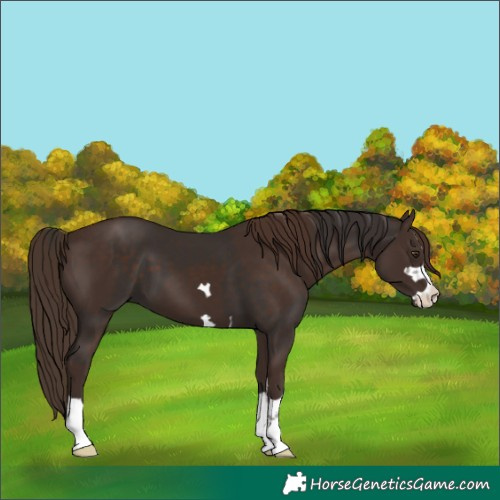 Horse Color:Liver Chestnut  and Liver Chestnut 