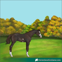 Horse Color:Liver Chestnut  and Liver Chestnut 