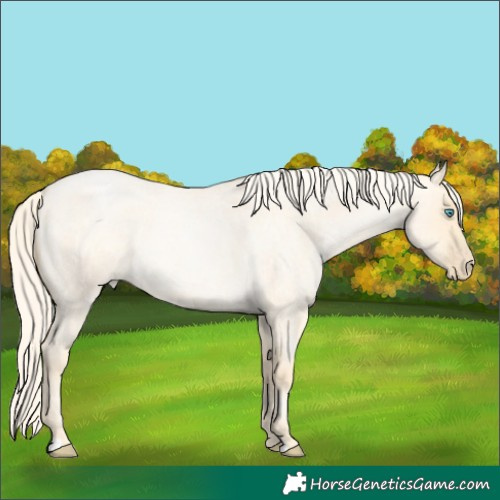 Horse Color:Palomino Roan Pearl Dun 