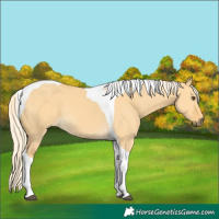 Horse Color:Palomino Dun Tobiano 