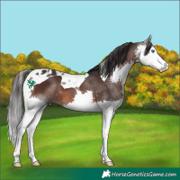 Horse Color:Brown Splash Tobiano 