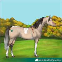 Horse Color:Bay Dun Tobiano 