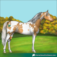 Horse Color:Gray White Spotted Silver Buckskin Dun Tobiano