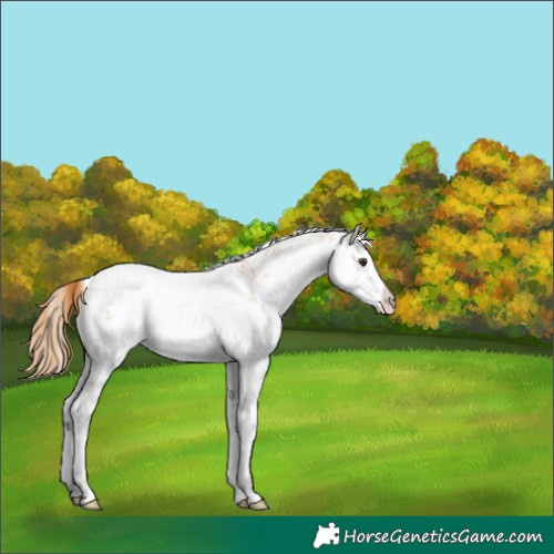 Horse Color:White Spotted Chestnut Splash 