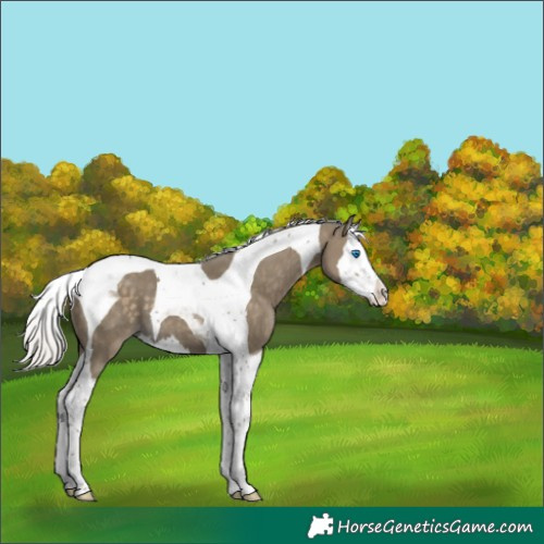 Horse Color:Silver Smoky Black Splash Tobiano 