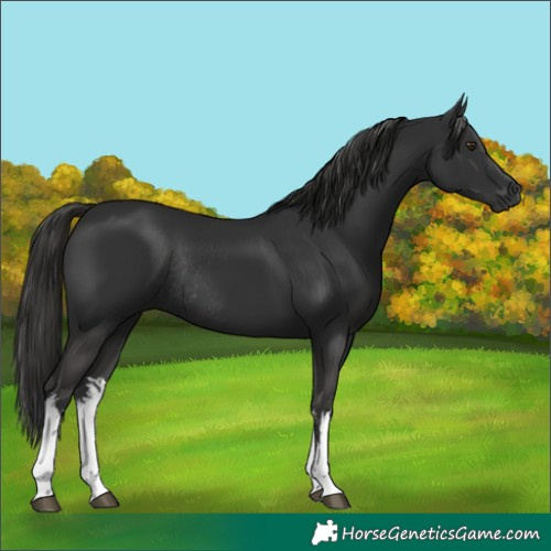 Horse Color:White Spotted Liver Chestnut Rabicano 