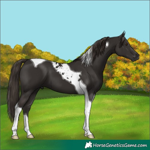 Horse Color:Liver Chestnut Tobiano 