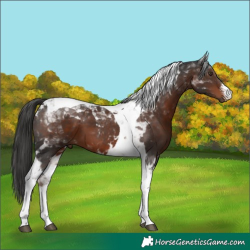 Horse Color:White Spotted Liver Chestnut Tobiano 