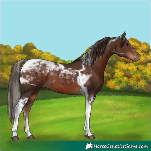 Horse Color:Liver Chestnut Tobiano 